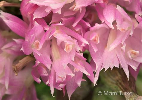 Dendrobium Purpureum Petiolatum