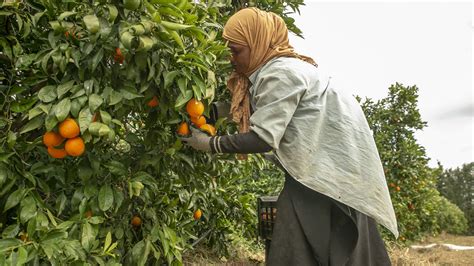 نابل عاصمة البرتقال في تونس ألبوم الصور