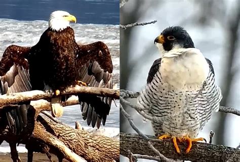 Bald Eagle Versus Peregrine Falcon Raptor Resource Project Teachables