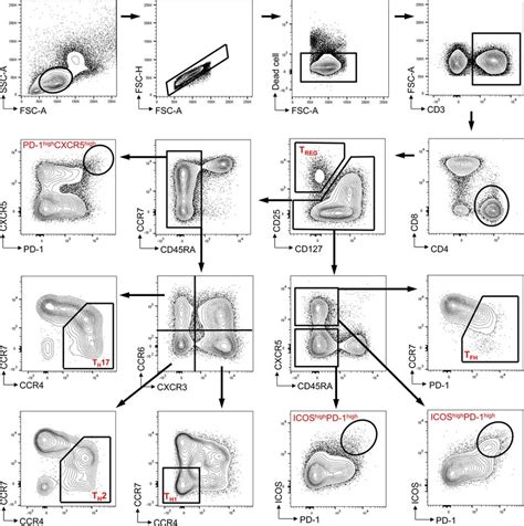 The Gating Strategy To Analyse Peripheral CD4 T Cell Subsets In Human