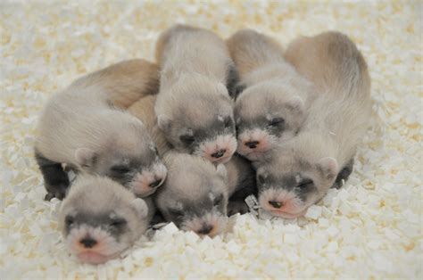 The Phoenix Zoo’s black-footed ferrets help save their species | Integrity Garage Doors of ...