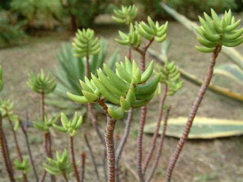 Crassula tetragona | Plants, Garden planning, Green thumb