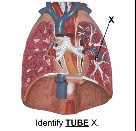 Lungs Flashcards Quizlet