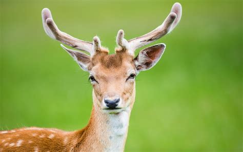 Top 22 Most Beatiful Beautiful DEER Wallpapers In HD