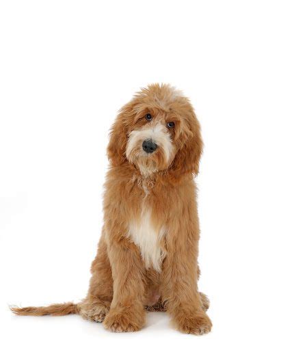 Gallery - Teddy Bear Golden Doodles