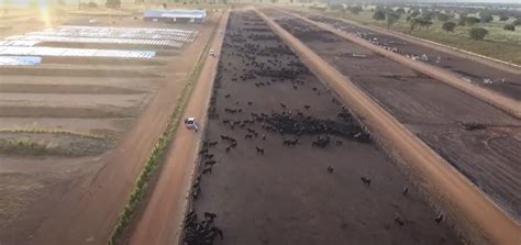 Maior Fazenda Terá 200 Mil Cabeças De Gado Vídeo Compre Rural