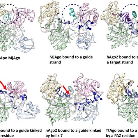 Unusual location of nucleotides in the Argonaute structure of M.... | Download High-Resolution ...