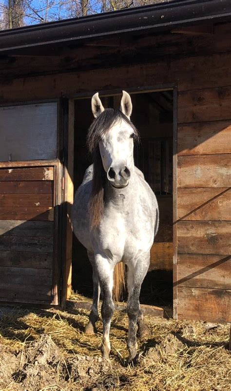 Cavallo Purosangue Arabo Allevamento Ca Preziosa Neviano Pr