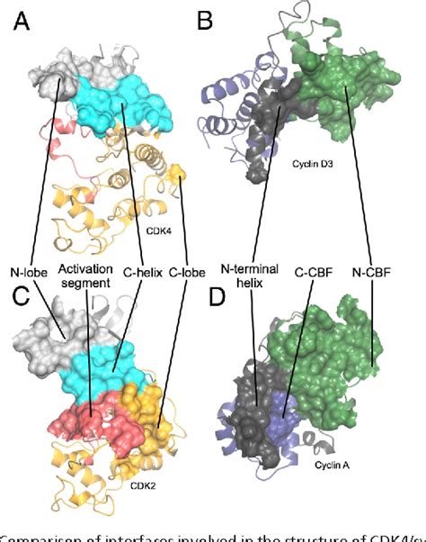 Figure From The Structure Of Cdk Cyclin D Has Implications For