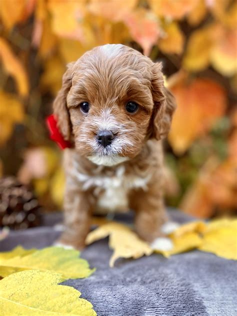 Smarty Teacup Cavapoo Boy 7 15lb Cavapoo Puppies For Sale