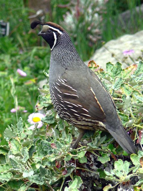 California Quail - Callipepla californica | Wildlife Journal Junior