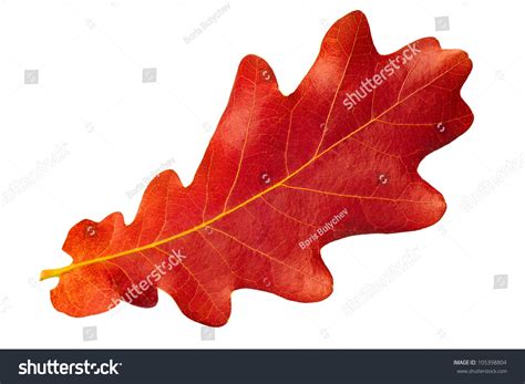 Red Autumn Leaf Oak Isolated On Stock Photo 105398804 | Shutterstock