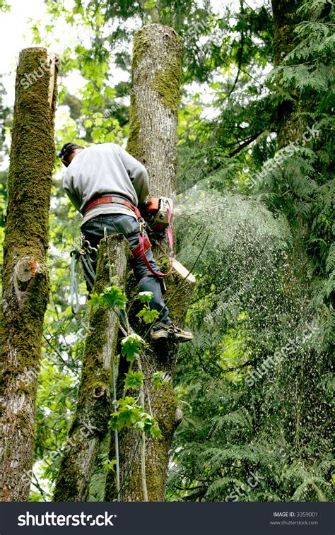 Man Cutting Tree Down Chainsaw Stock Photo 3359001 Shutterstock