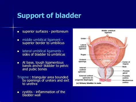 False Ligament Of Urinary Bladder Rawwes