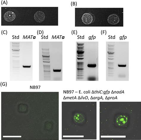 Characterization Of Saccharomyces Cerevisiae Cox2 60 E Coli Dh10b