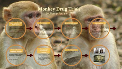 Monkey Drug Trials by Sienna Paulsen on Prezi