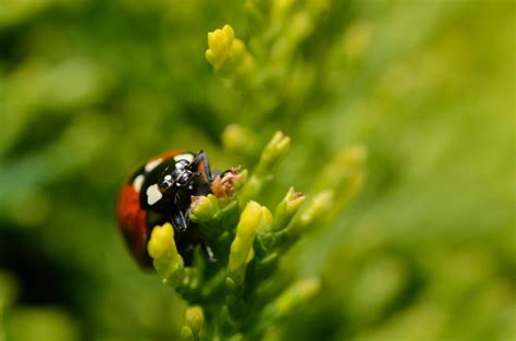 ladybug on green 6179031 Stock Photo at Vecteezy