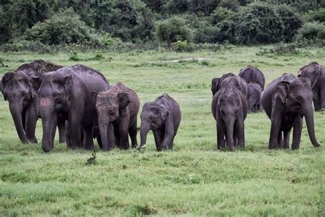 Colombo Safari En Soir E Tout Compris Dans Le Parc National De