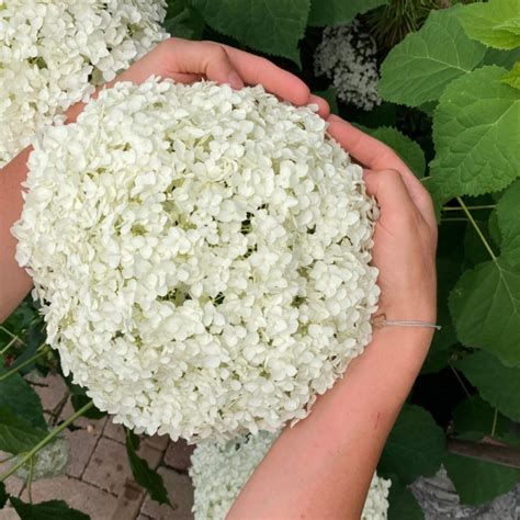 Hydrangea arborescens Strong Annabelle K3 Hortensie arbustivă Strong