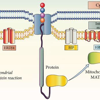 Regulatory mechanism of mitochondrial unfolded protein response ... 