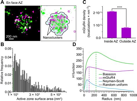 Organization Of Mglur4 At Parallel Fiber Azs A Principle Of The