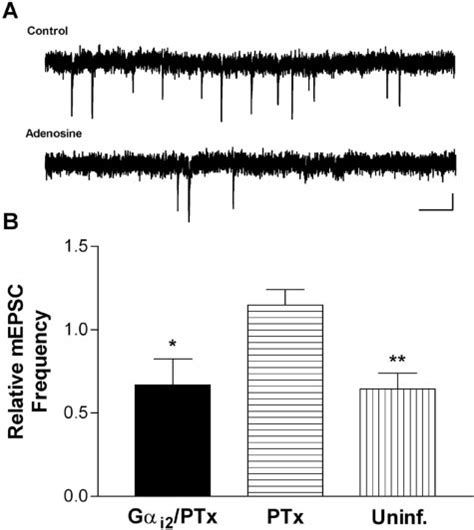 Inhibition Of Spontaneous Mepsc Frequency By Adenosine Receptors Is