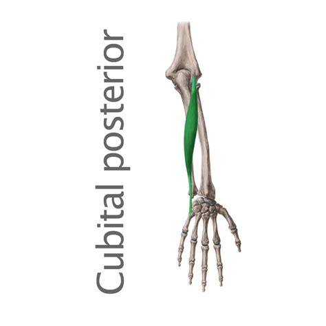 Musculo Flexor Cubital Del Carpo