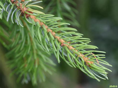 Serbian Spruce The Morton Arboretum