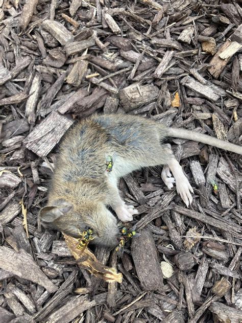 Found while hiking near Bath, UK. NSFW : r/whatisthisanimal