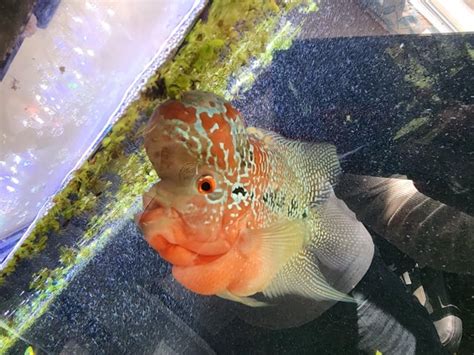 Breeding pair of flowerhorns : r/Cichlid