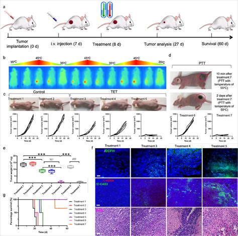 In Vivo Imaging Biodistribution And Anti Tumor Study A Schematic