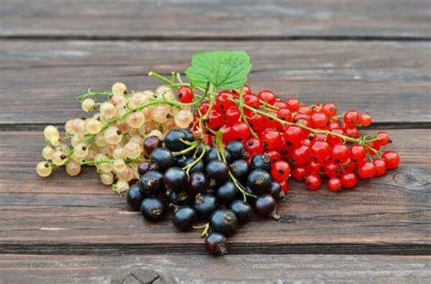 Gooseberry Vs Currant What Is The Difference A Z Animals