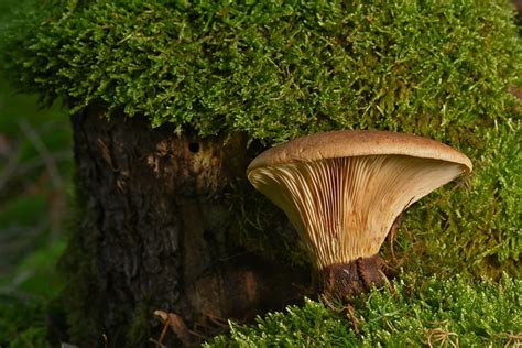 Mushroom Velvet Foot Roll Forest Free Photo On Pixabay