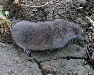 What a Season for Moles and Voles // Missouri Environment and Garden News Article // Integrated ...