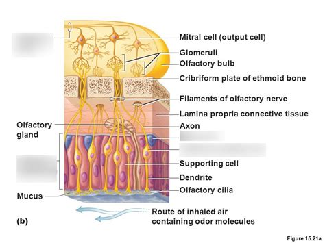 olfactory receptors and special senses (N) Diagram | Quizlet