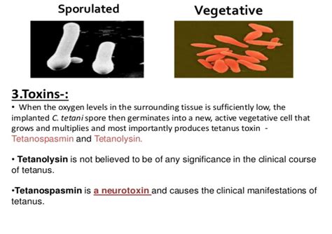 Tetanus Flashcards