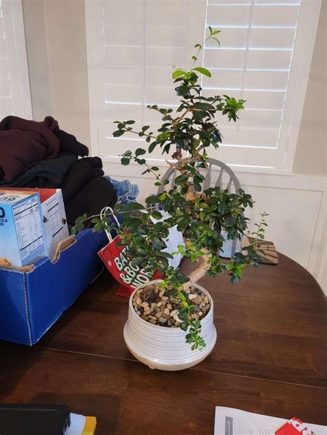 My Fukien Tea Bonsai Has Pests I Think Help Can Anyone Help