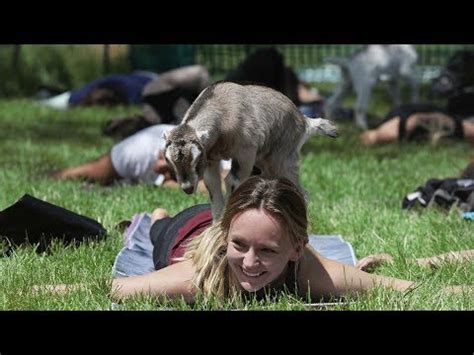 Yoga With Adorable Baby Goats Goat Yoga At Garfield Park Conservatory