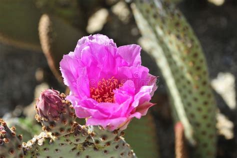 Desert Bloom Series Beavertail Cactus Opuntia Basilaris Stock Photo