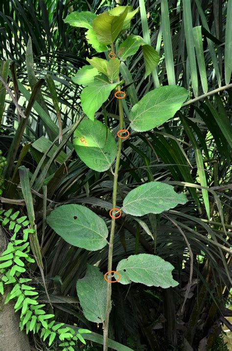 Ficus Nota Male Luasong Fr Jalan Imbak Tongod The Figs Of Borneo