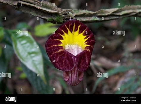 Pipe Vine Or Dutchmans Pipe Aristolochia Sp Medicinal Plant Used By