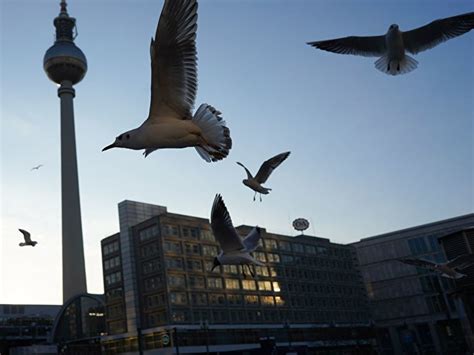 Geflügelpest bei Wildvogel in Berlin nachgewiesen Berlin de