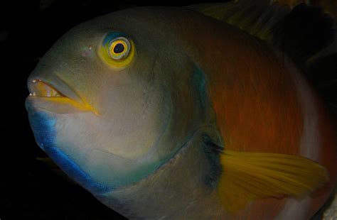 Boney Fishes Australian Natural History Images By Christine Walsh