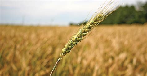 Argentina Will Double Wheat Exports In Ten Years DatamarNews