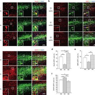 Differentiation of engrafted neural stem/progenitor cells (NS/PCs ... 