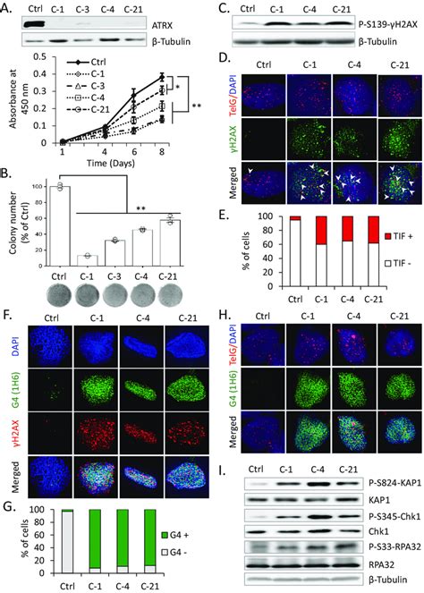 Atrx Loss Induces G Formation And Rs In Tp Wt Ngp Cells A Western