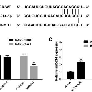 Knockdown Of DANCR Inhibited Cell Proliferation And Induced Apoptosis