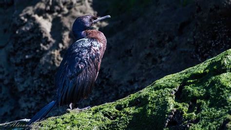 Cormorant Identification Youtube