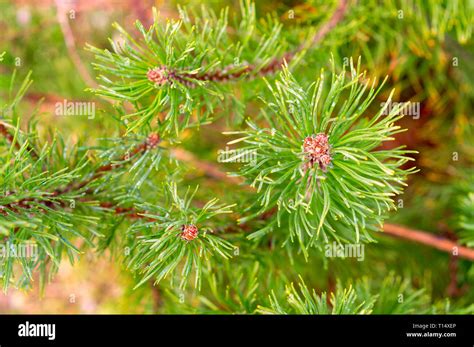 mountain pine dwarf mountain pine scrub mountain pine mugo pine