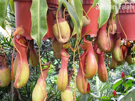hati berdetik  berbisik nepenthes periuk kera